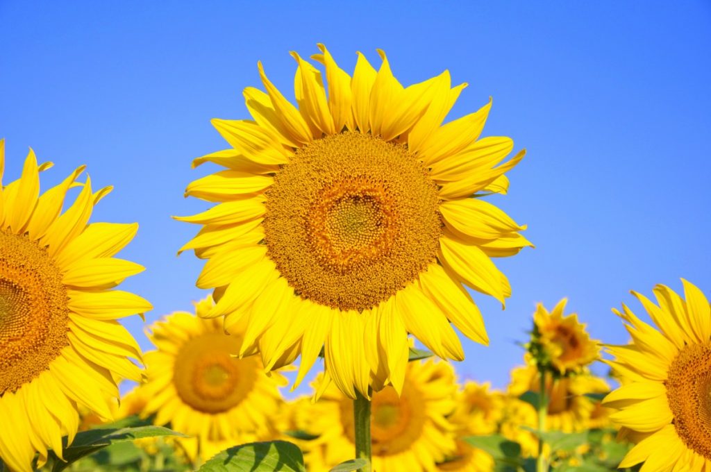 Cara Menanam Bunga Matahari