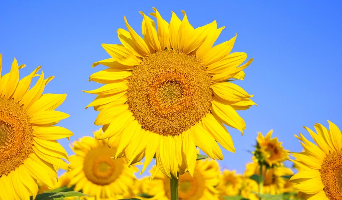 Cara Menanam Bunga Matahari
